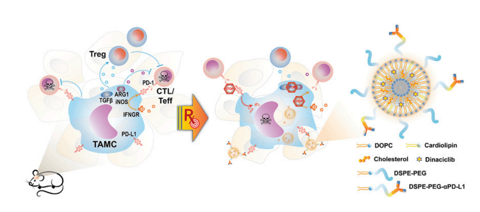 PDL1 lipid nanoparticle PNAS paper