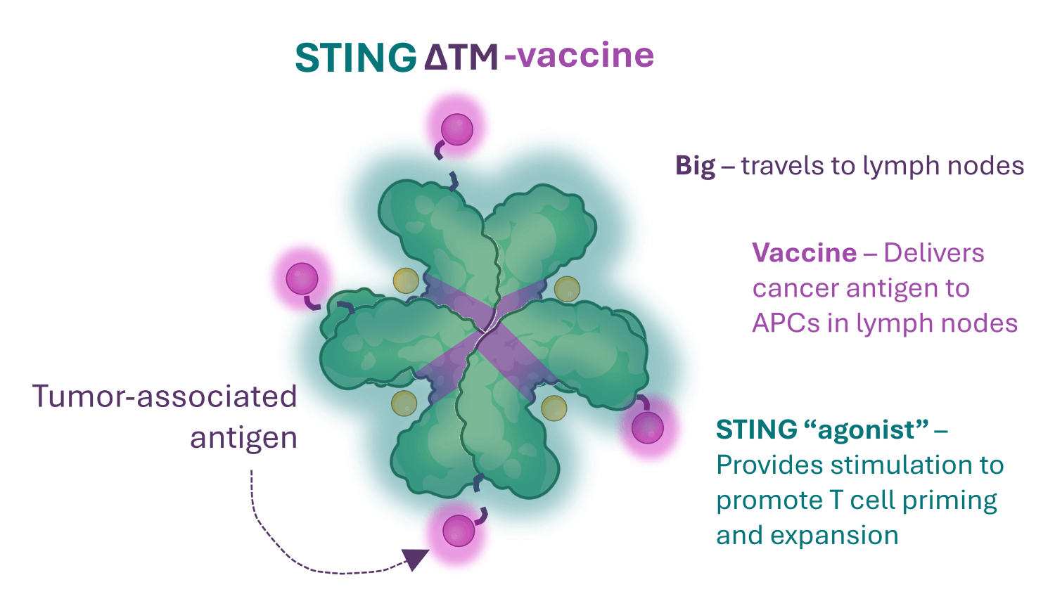 STING TM vaccine