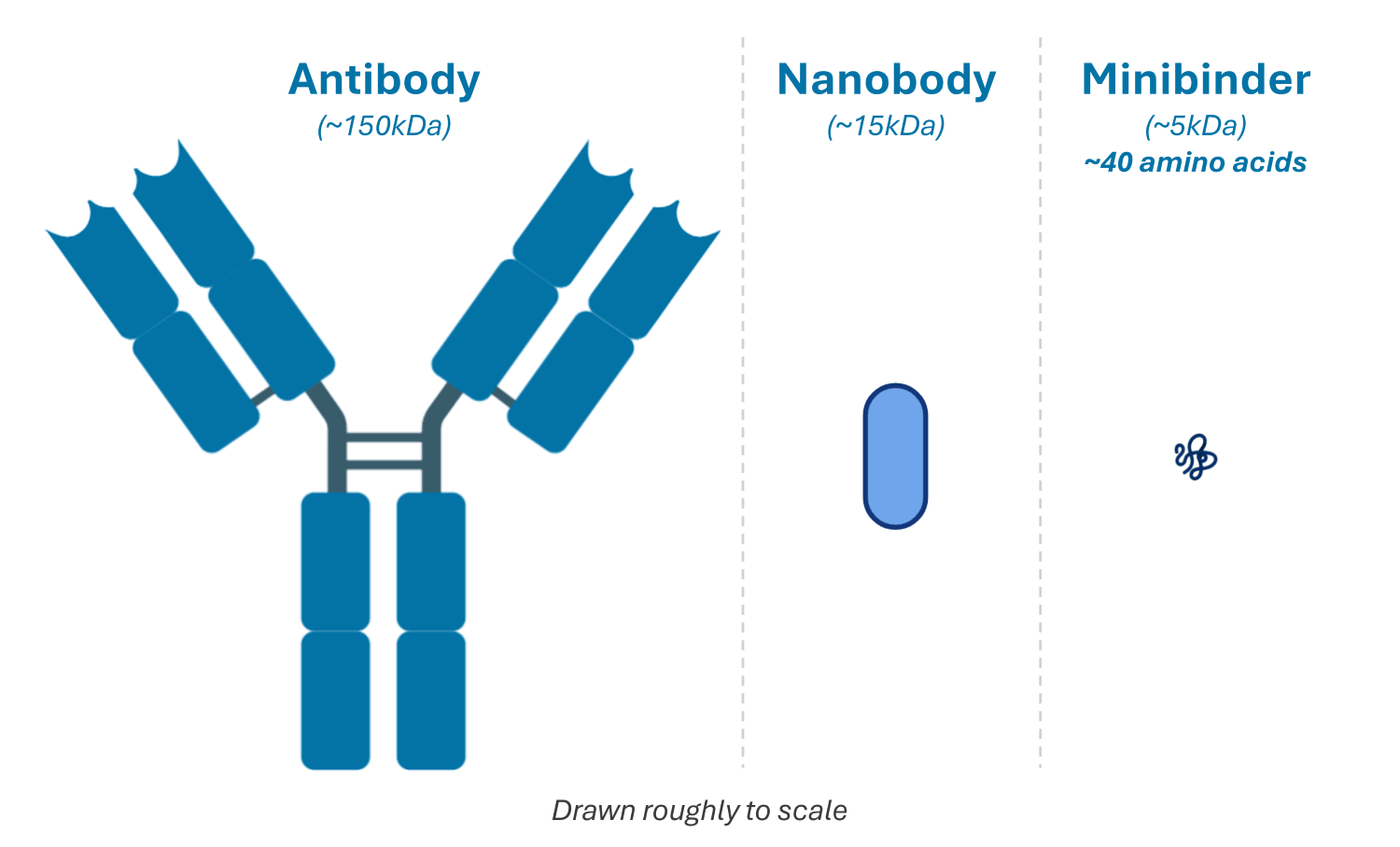 antibodies nanobodies and minibinders